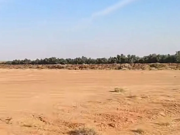 مزاد سنابل حائل